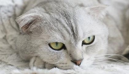 世界杯手机观看-朴忠均：中国球员为啥没有紧迫感？看到合同理解了